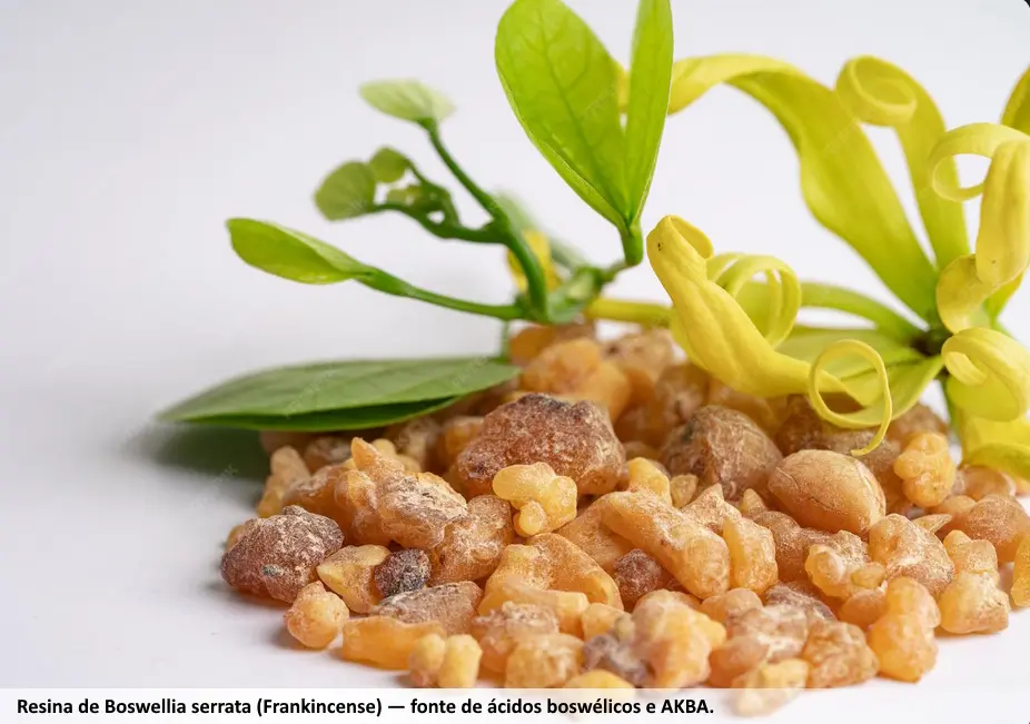 Boswellia Serrata: Para que Serve e AKBA