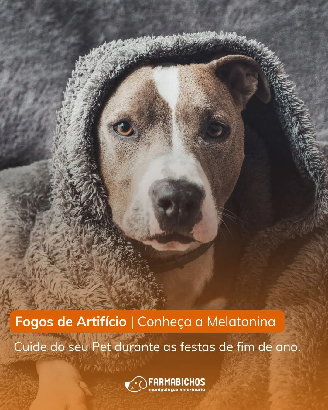 Imagem do Melatonina I Câes e Gatos