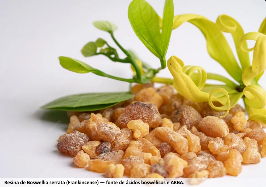 Boswellia Serrata: Para que Serve e AKBA